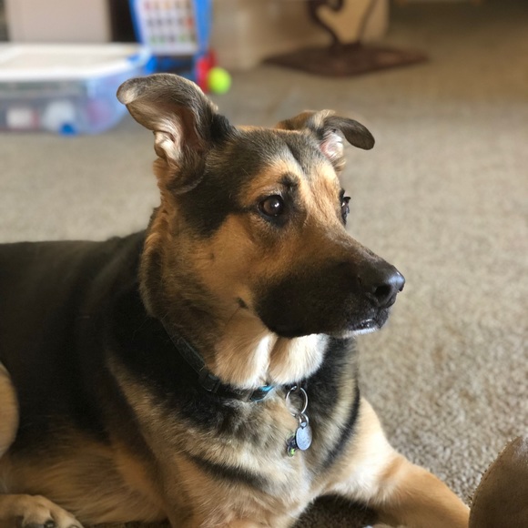 Meet your Posher, Laura - Picture 1 of 1